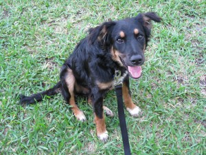 I know everyone thinks their dog is cute, but not everyone is right. I am. ;)