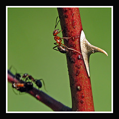 ants on a thorny branch
