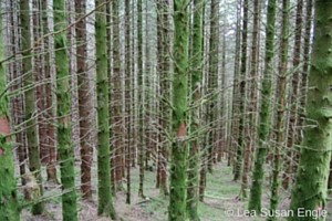 LLPost_Ballachulish